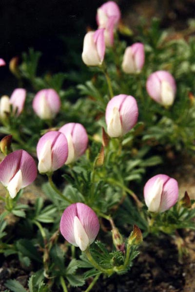 Ononis cenisia en fleurs dans les éboulis fins des Alpes occidentales
